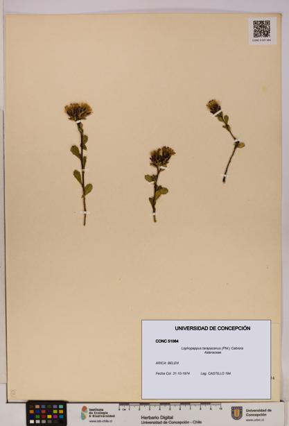 Lophopappus tarapacanus [Espécimen: UDEC:CONC:0051064]