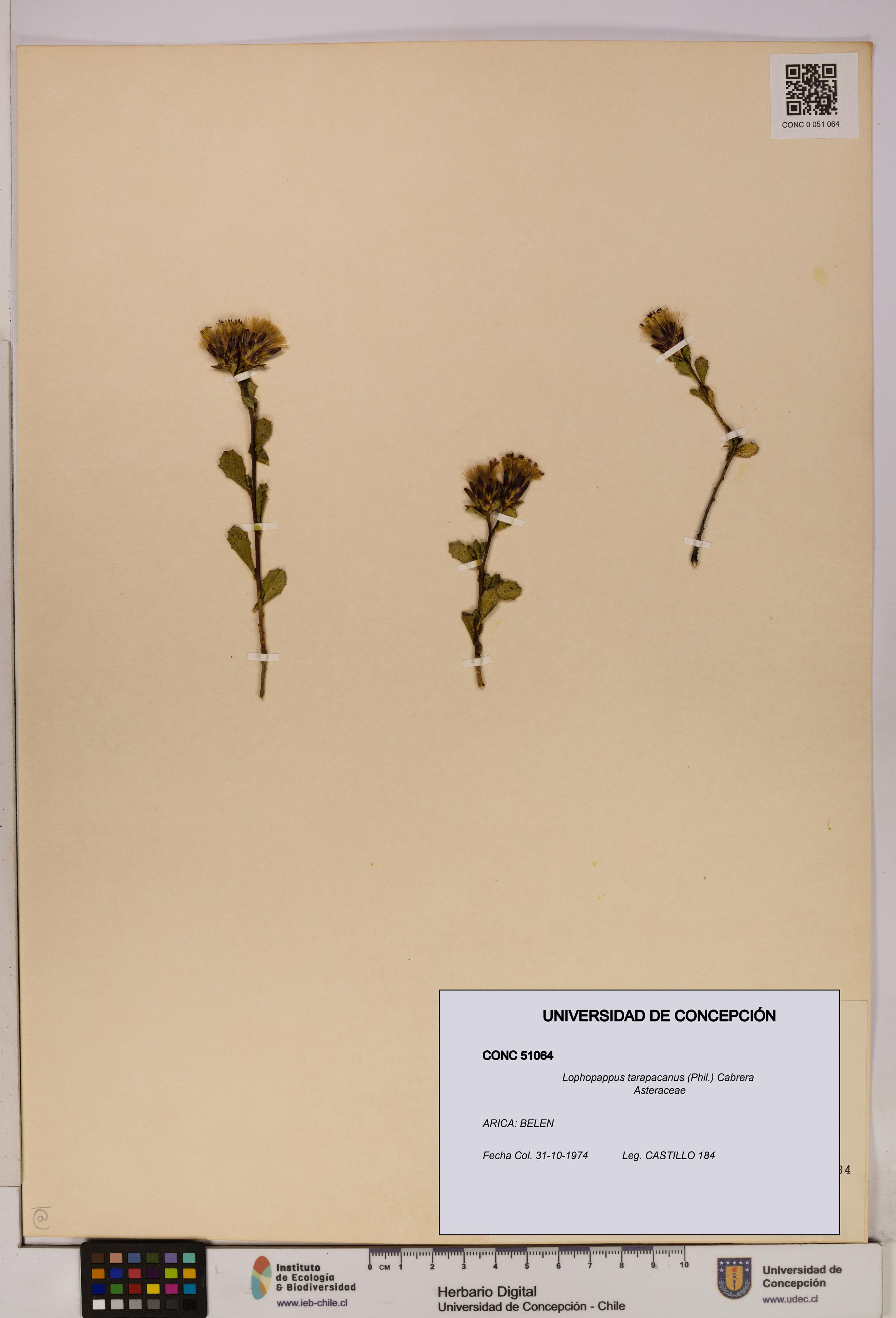 Lophopappus tarapacanus [Espécimen: UDEC:CONC:0051064]