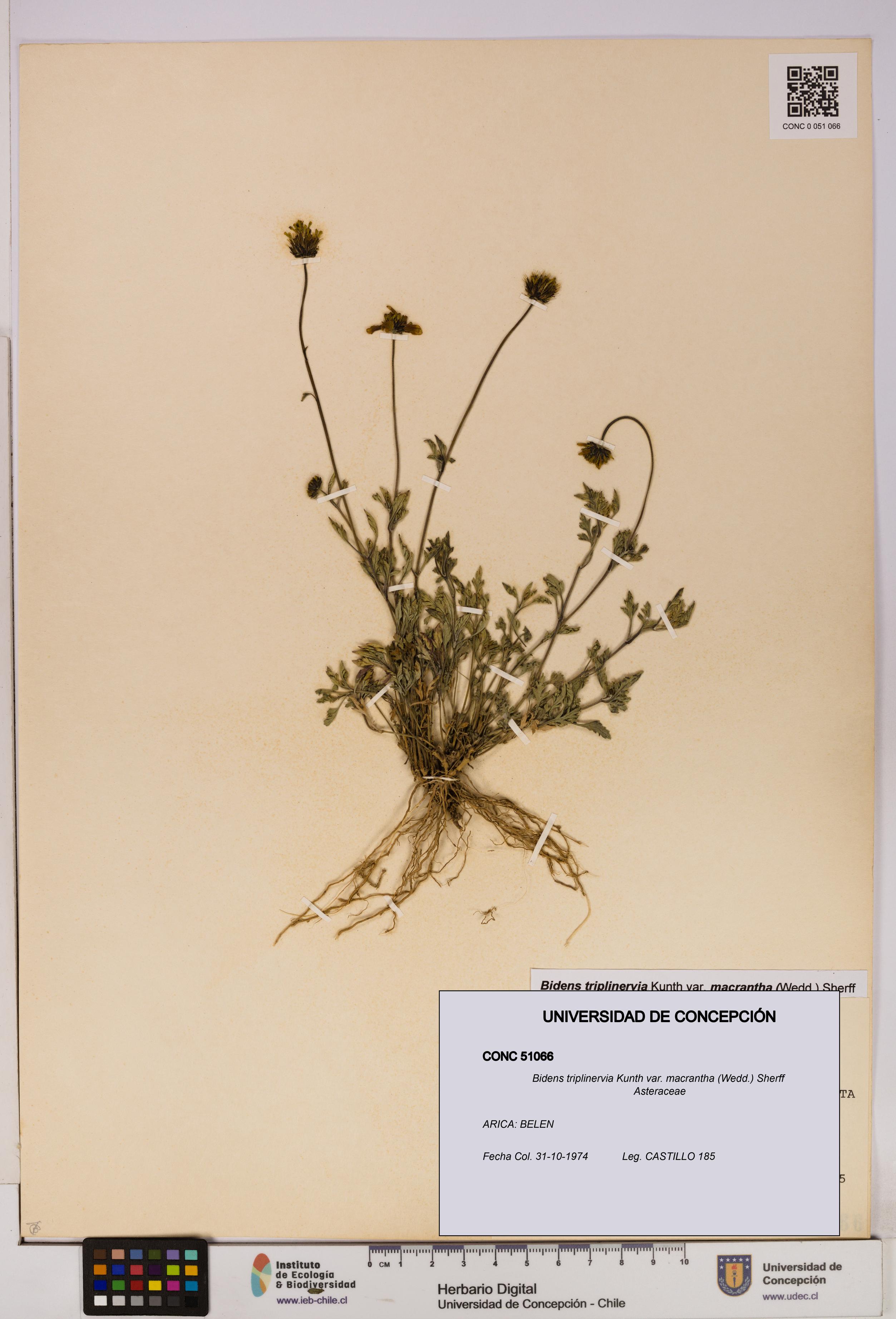 Bidens triplinervia [Espécimen: UDEC:CONC:0051066]