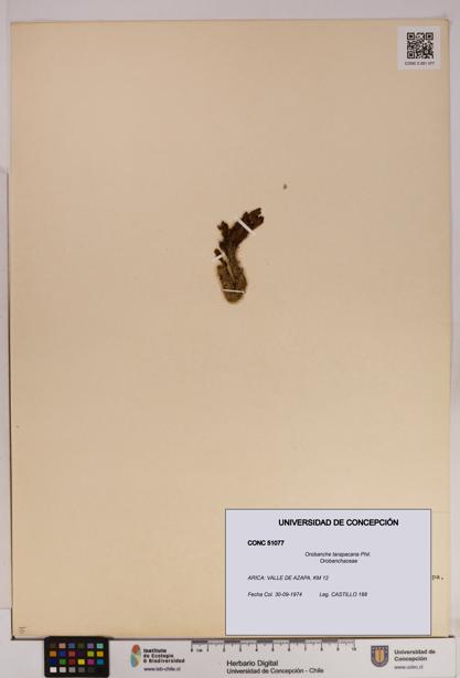 Orobanche tarapacana [Espécimen: UDEC:CONC:0051077]