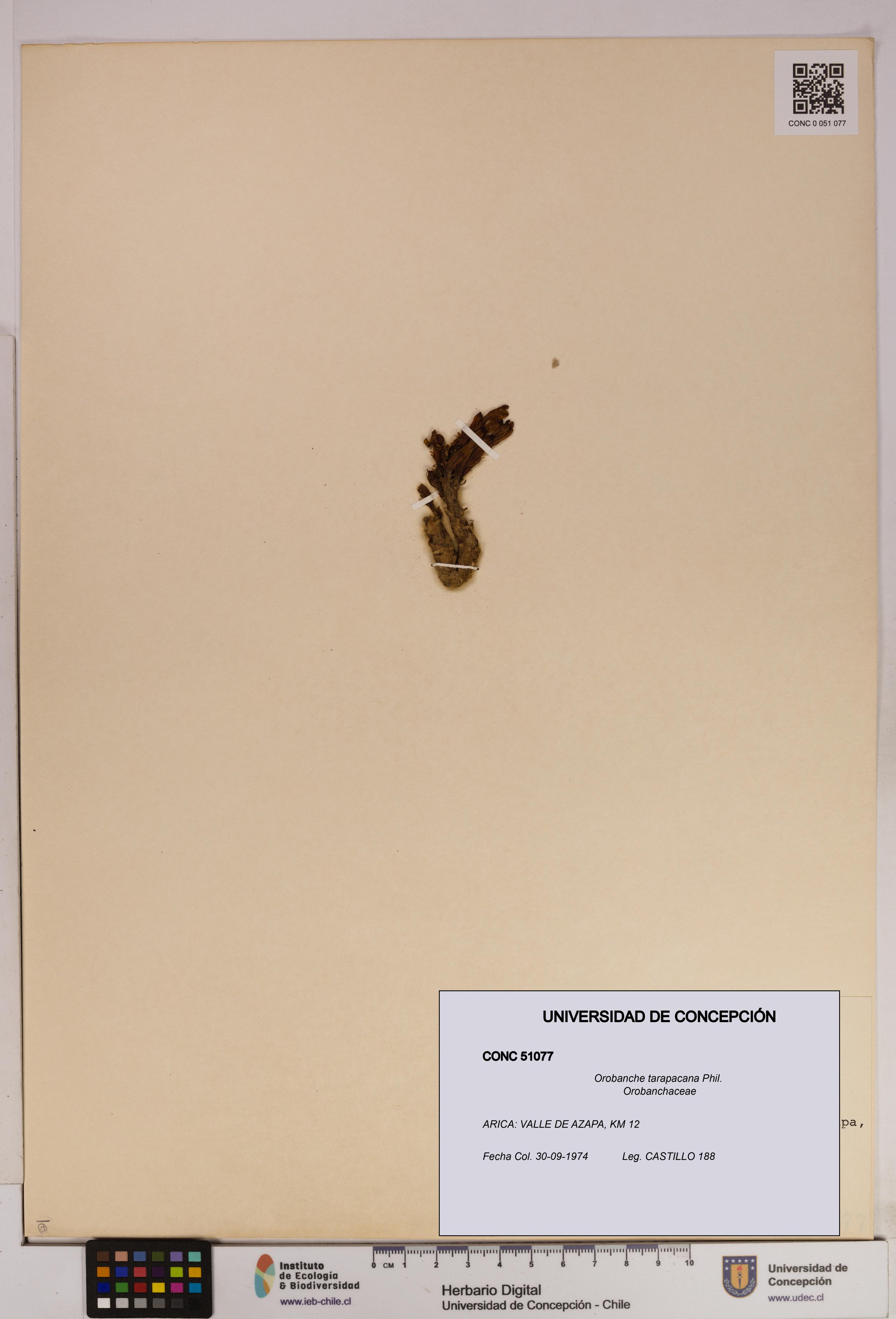 Orobanche tarapacana [Espécimen: UDEC:CONC:0051077]