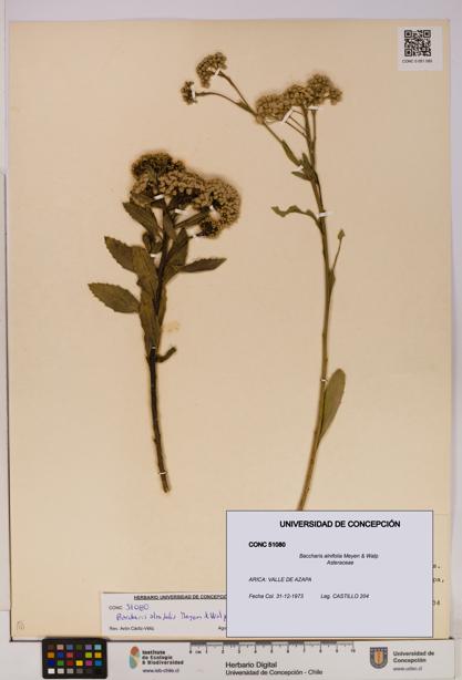 Baccharis alnifolia [Espécimen: UDEC:CONC:0051080]