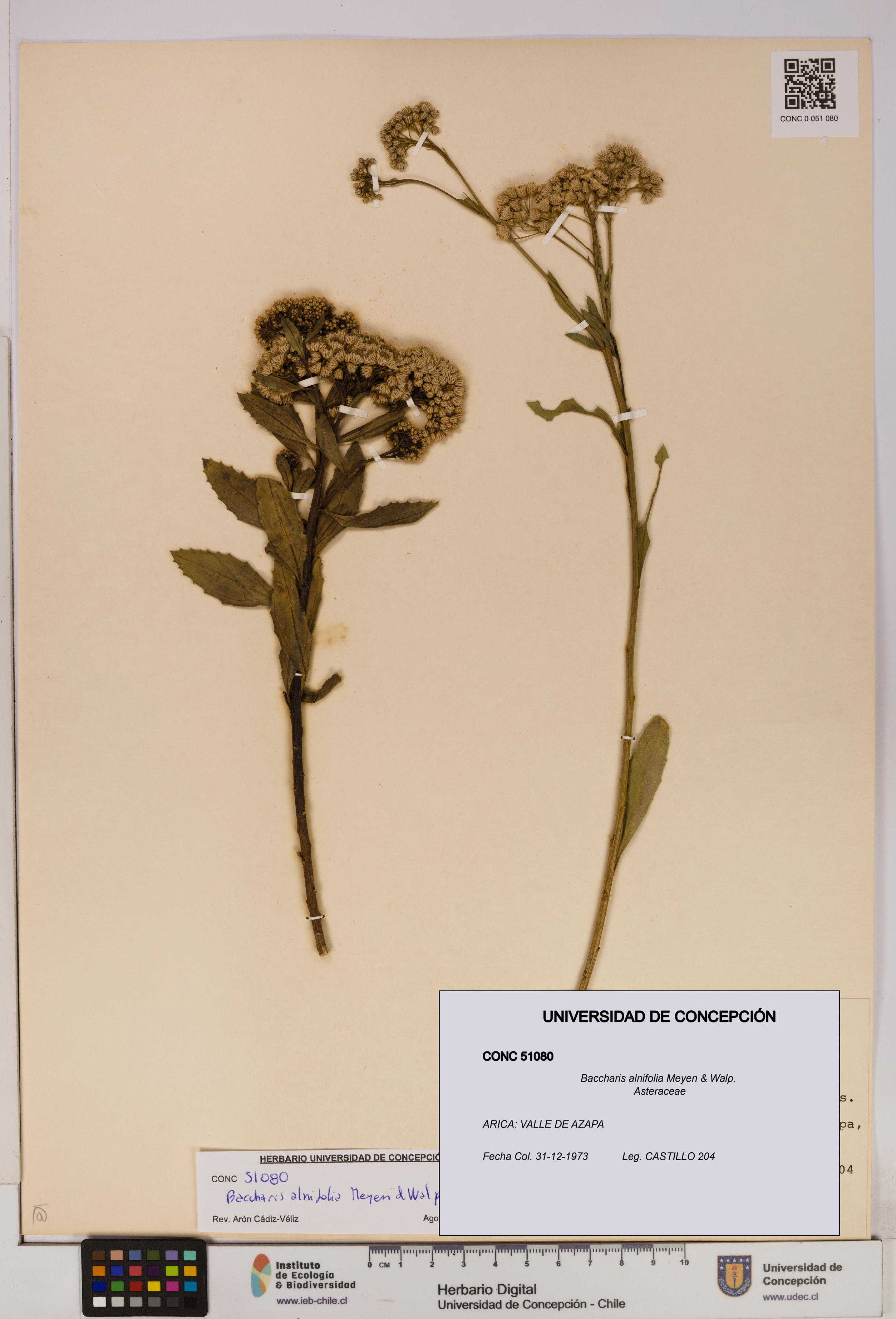 Baccharis alnifolia [Espécimen: UDEC:CONC:0051080]