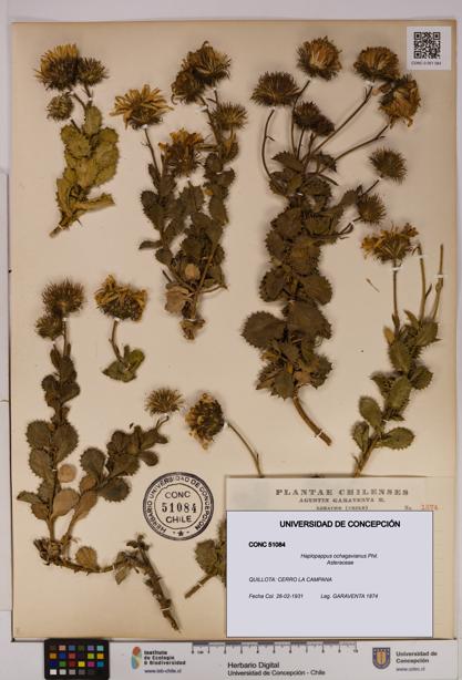 Haplopappus ochagavianus [Espécimen: UDEC:CONC:0051084]