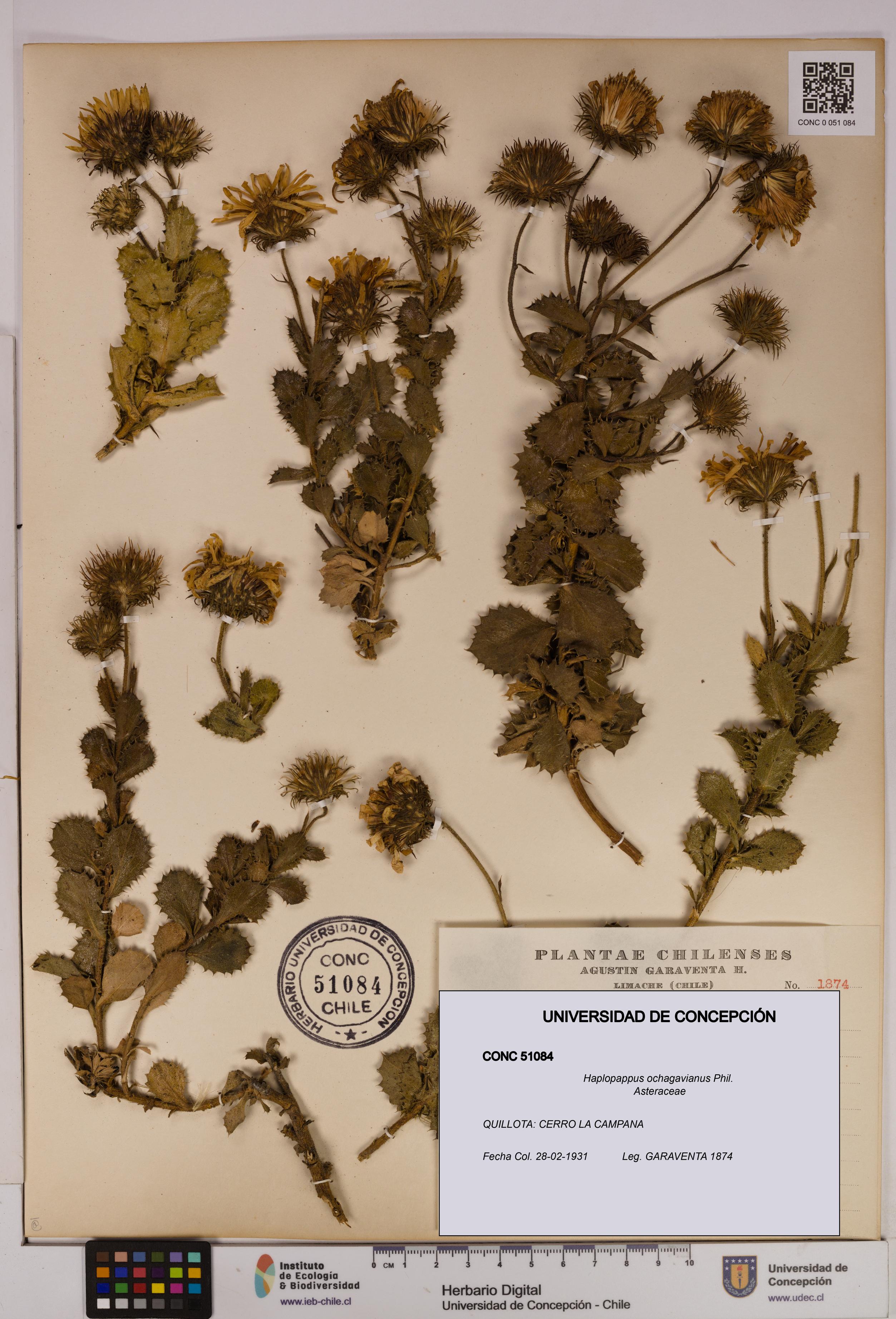 Haplopappus ochagavianus [Espécimen: UDEC:CONC:0051084]