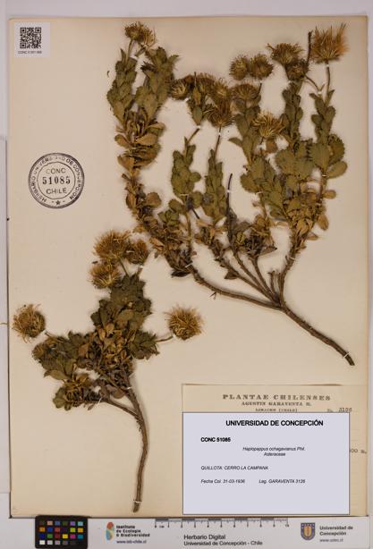 Haplopappus ochagavianus [Espécimen: UDEC:CONC:0051085]