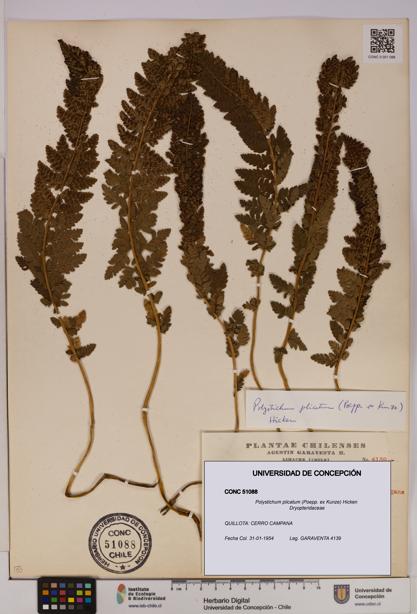 Polystichum plicatum [Espécimen: UDEC:CONC:0051088]