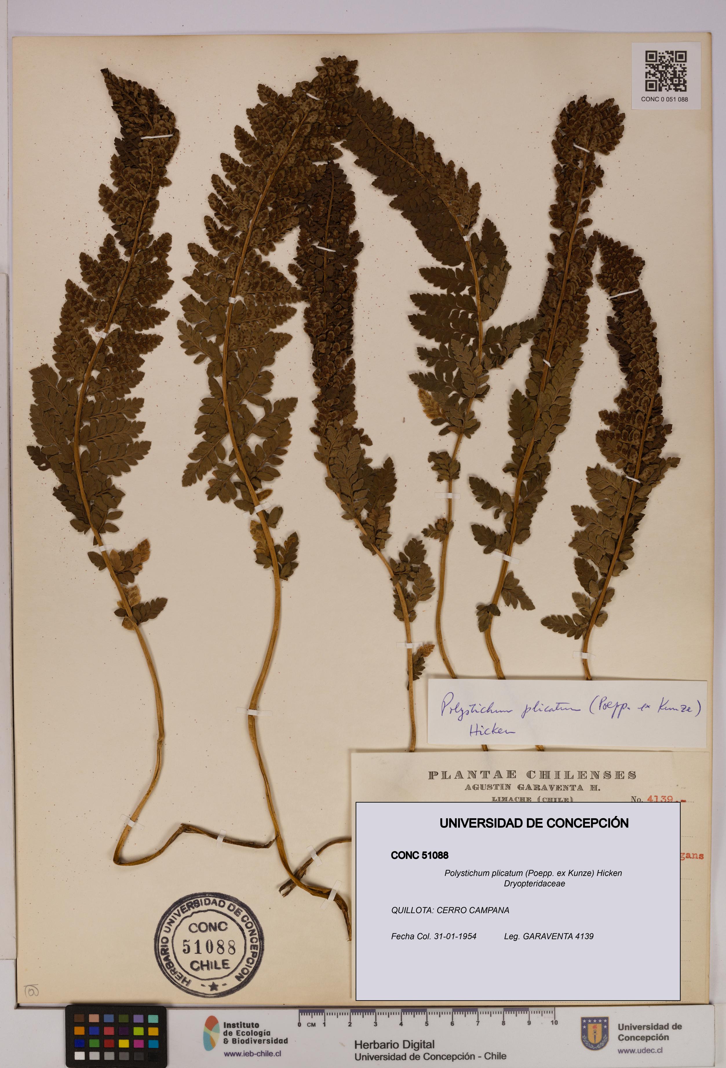 Polystichum plicatum [Espécimen: UDEC:CONC:0051088]