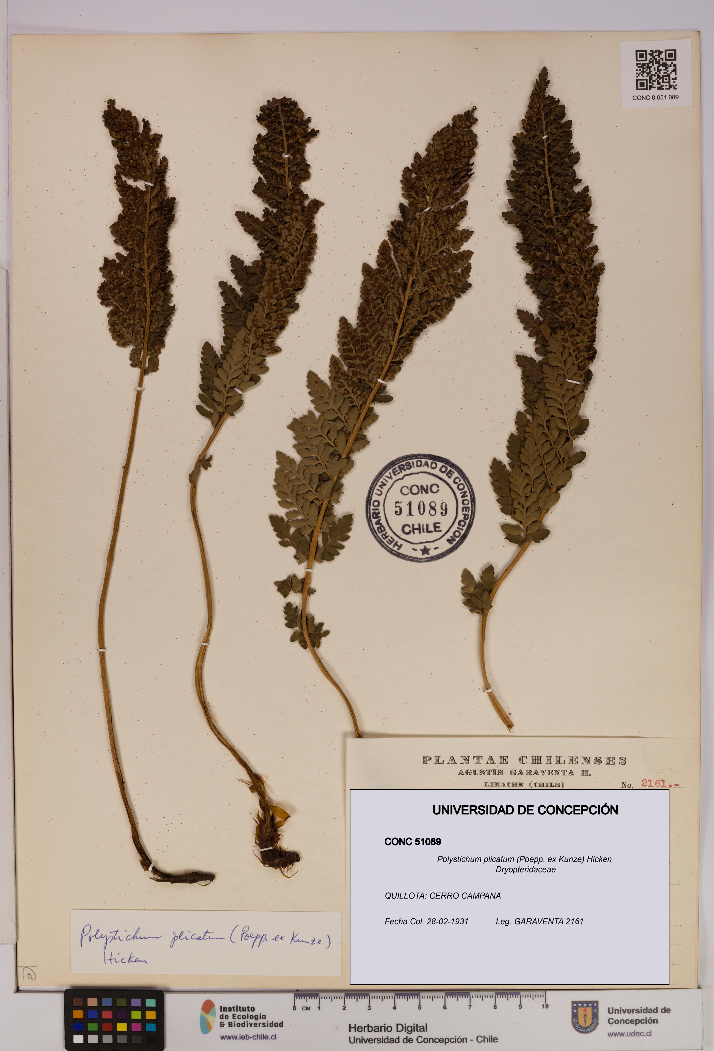 Polystichum plicatum [Espécimen: UDEC:CONC:0051089]