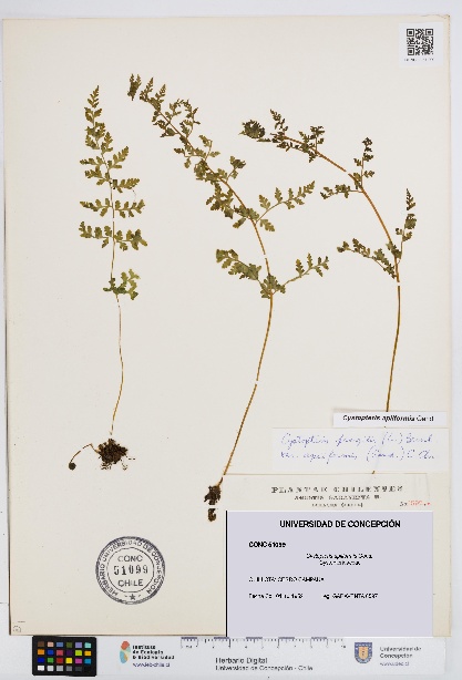 Cystopteris apiiformis [Espécimen: UDEC:CONC:0051099]
