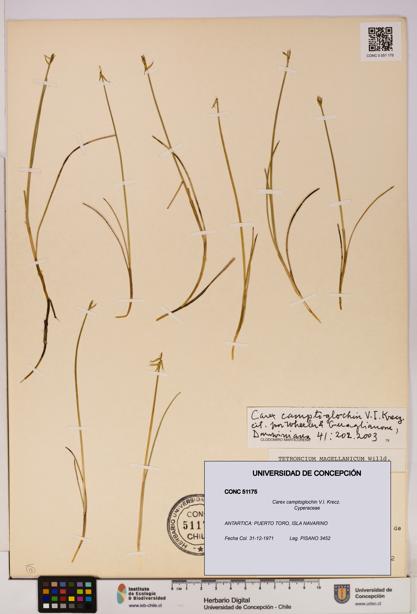 Carex camptoglochin [Espécimen: UDEC:CONC:0051175]