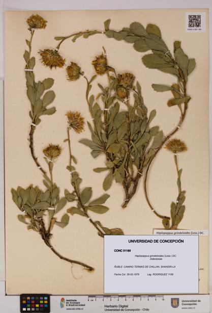 Haplopappus grindelioides [Espécimen: UDEC:CONC:0051180]