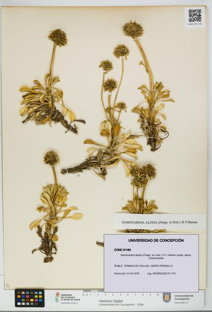 Gamocarpha alpina subsp. alpina [Espécimen: UDEC:CONC:0051183]
