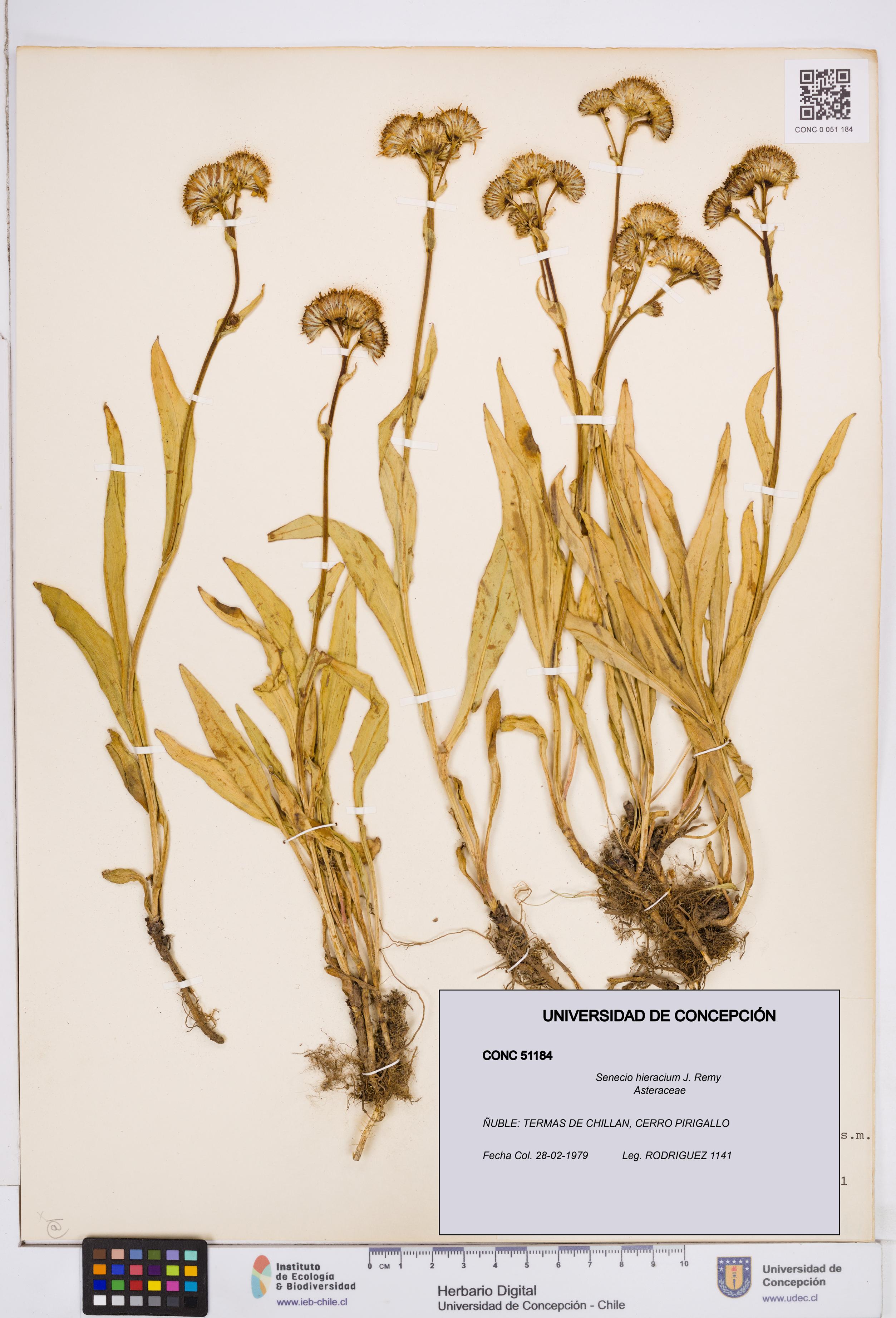Senecio hieracium [Espécimen: ]