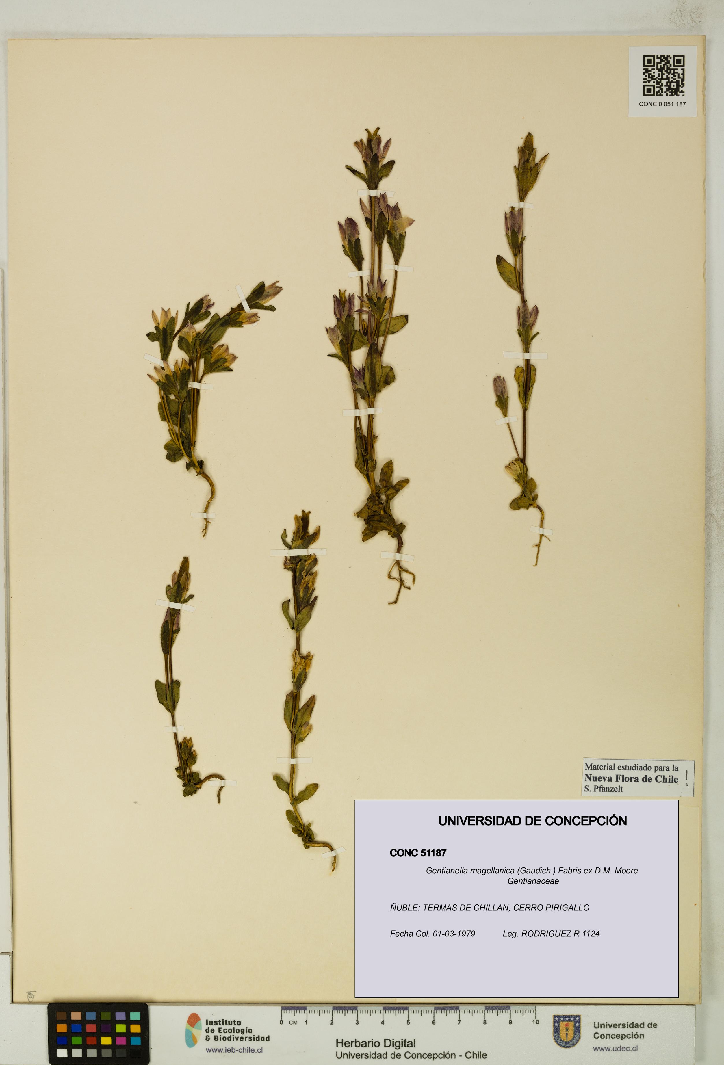 Gentianella magellanica [Espécimen: UDEC:CONC:0051187]