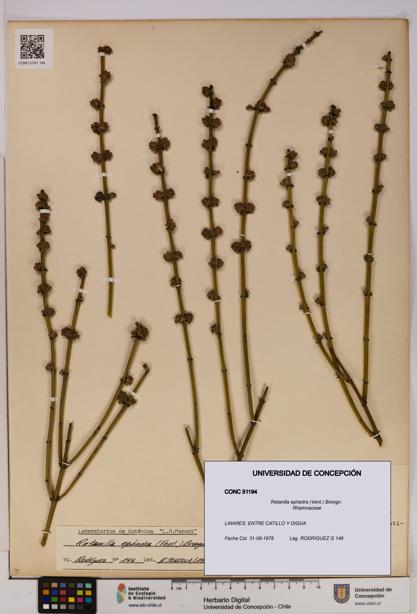 Retanilla ephedra [Espécimen: UDEC:CONC:0051194]