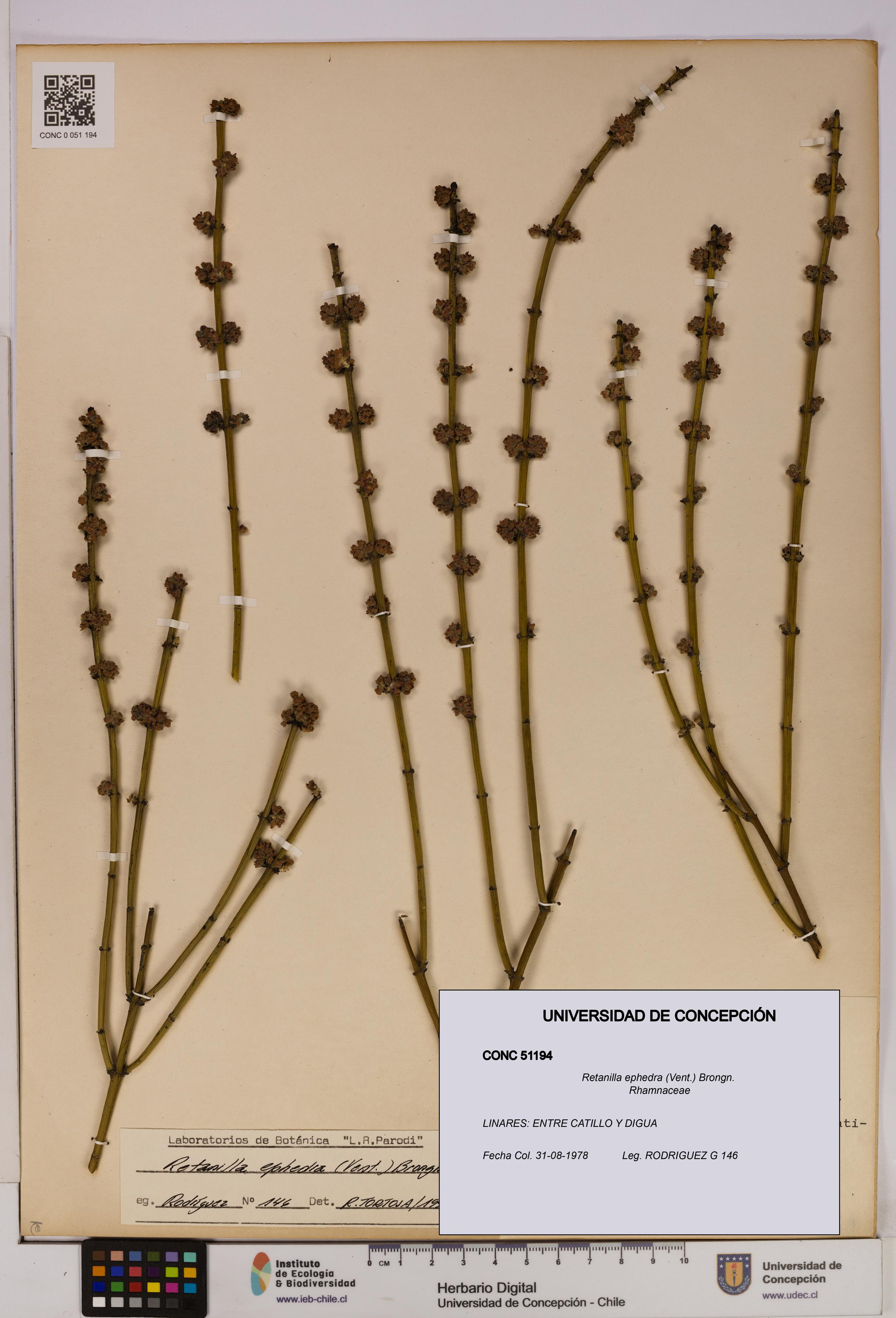 Retanilla ephedra [Espécimen: UDEC:CONC:0051194]