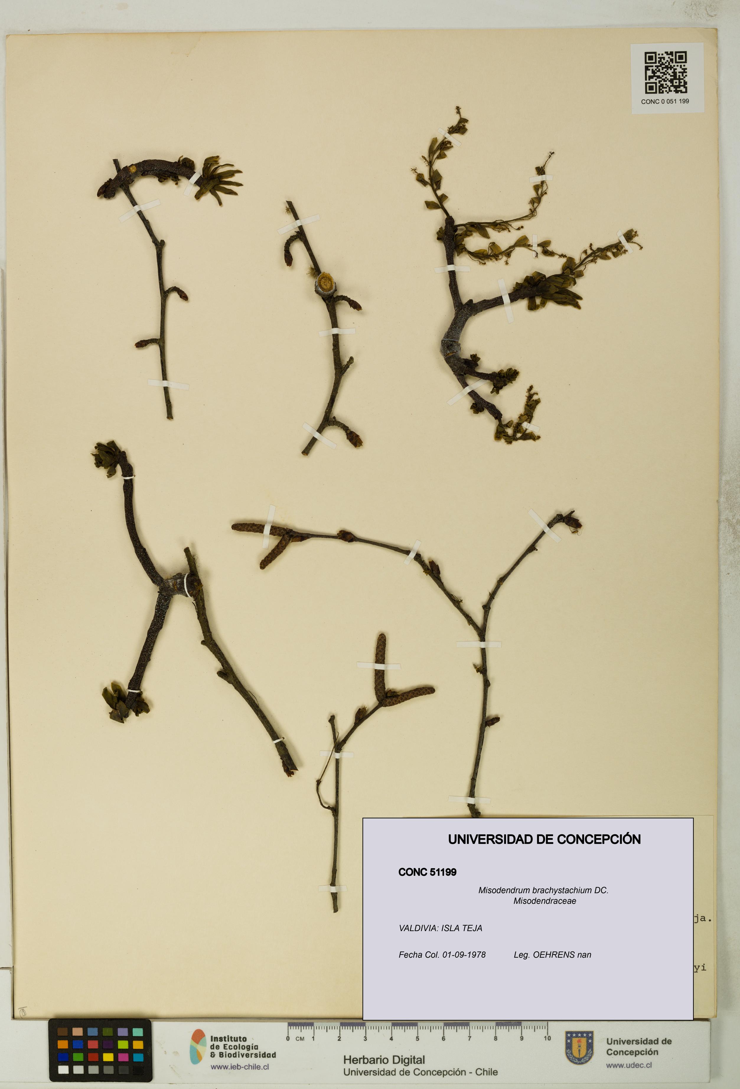 Misodendrum brachystachium [Espécimen: UDEC:CONC:0051199]