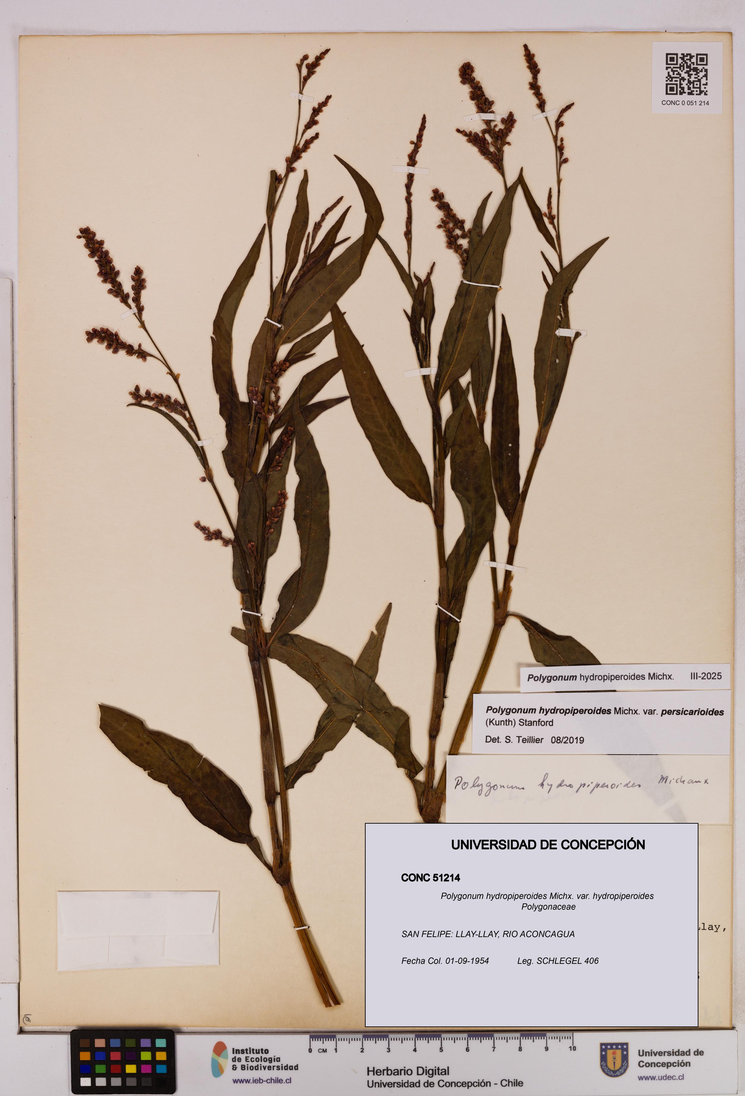 Polygonum hydropiperoides var. hydropiperoides [Espécimen: UDEC:CONC:0051214]