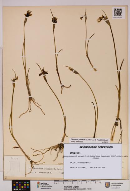 Olsynium junceum subsp. depauperatum [Espécimen: UDEC:CONC:0051234]