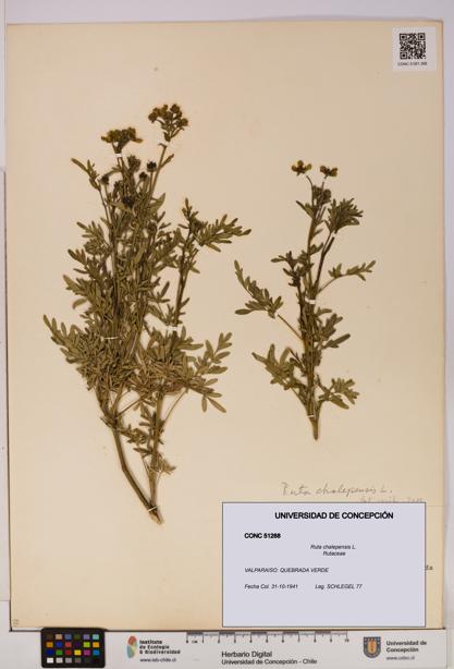 Ruta chalepensis [Espécimen: UDEC:CONC:0051268]