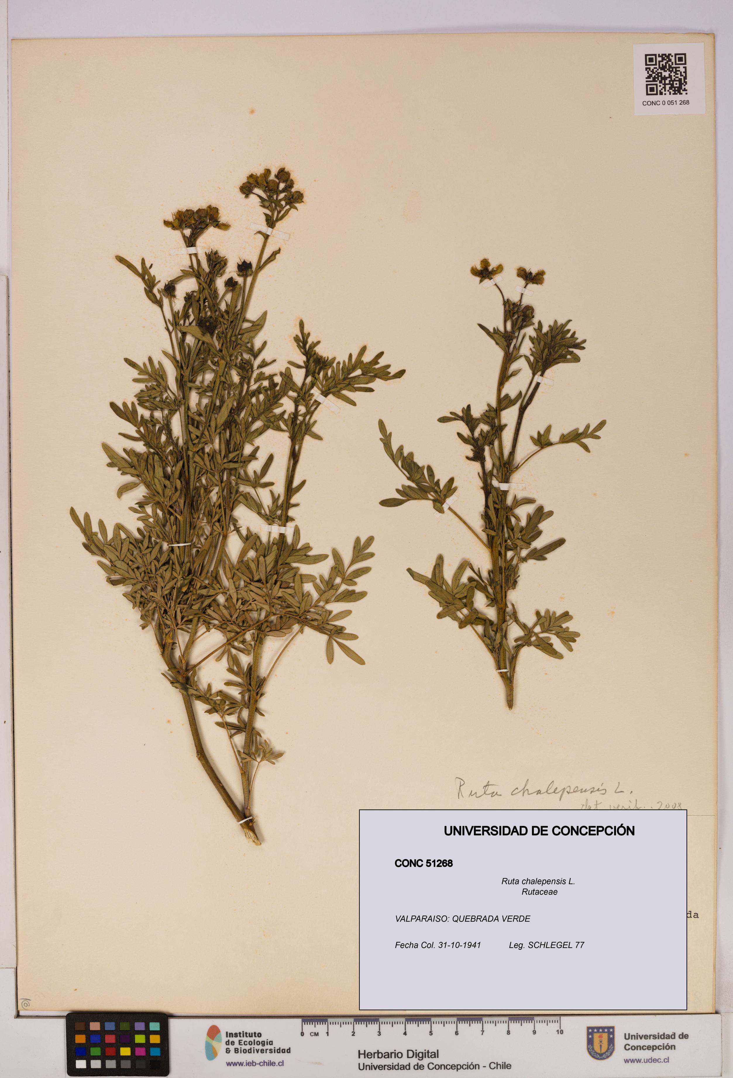 Ruta chalepensis [Espécimen: UDEC:CONC:0051268]