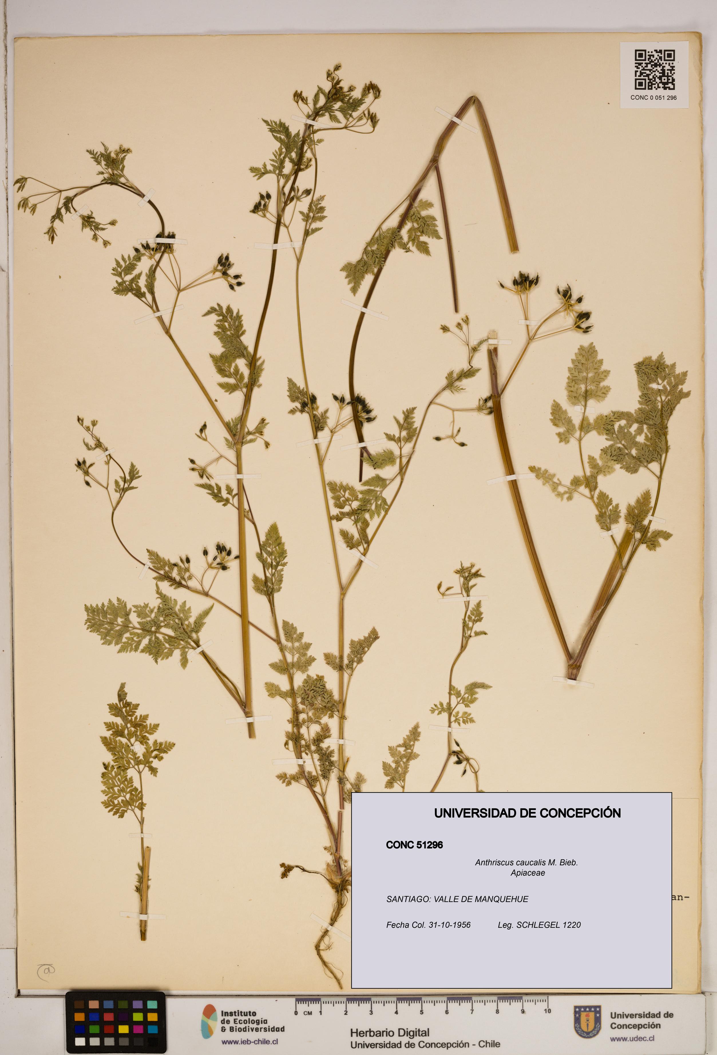 Anthriscus caucalis [Espécimen: ]