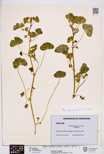 Medicago arabica [Espécimen: ]