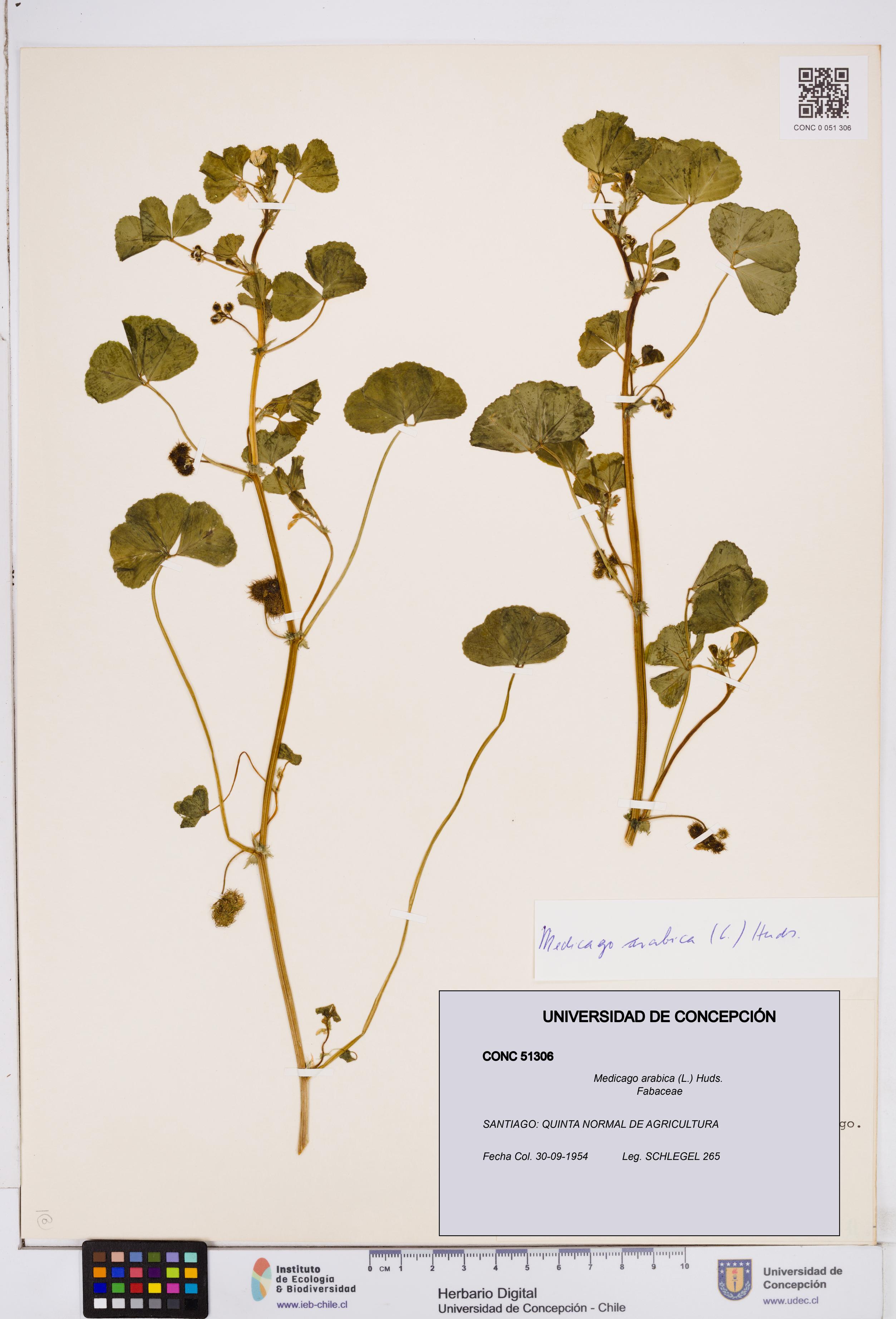 Medicago arabica [Espécimen: ]