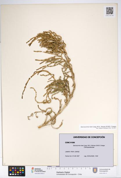 Sarcocornia neei [Espécimen: UDEC:CONC:0051330]