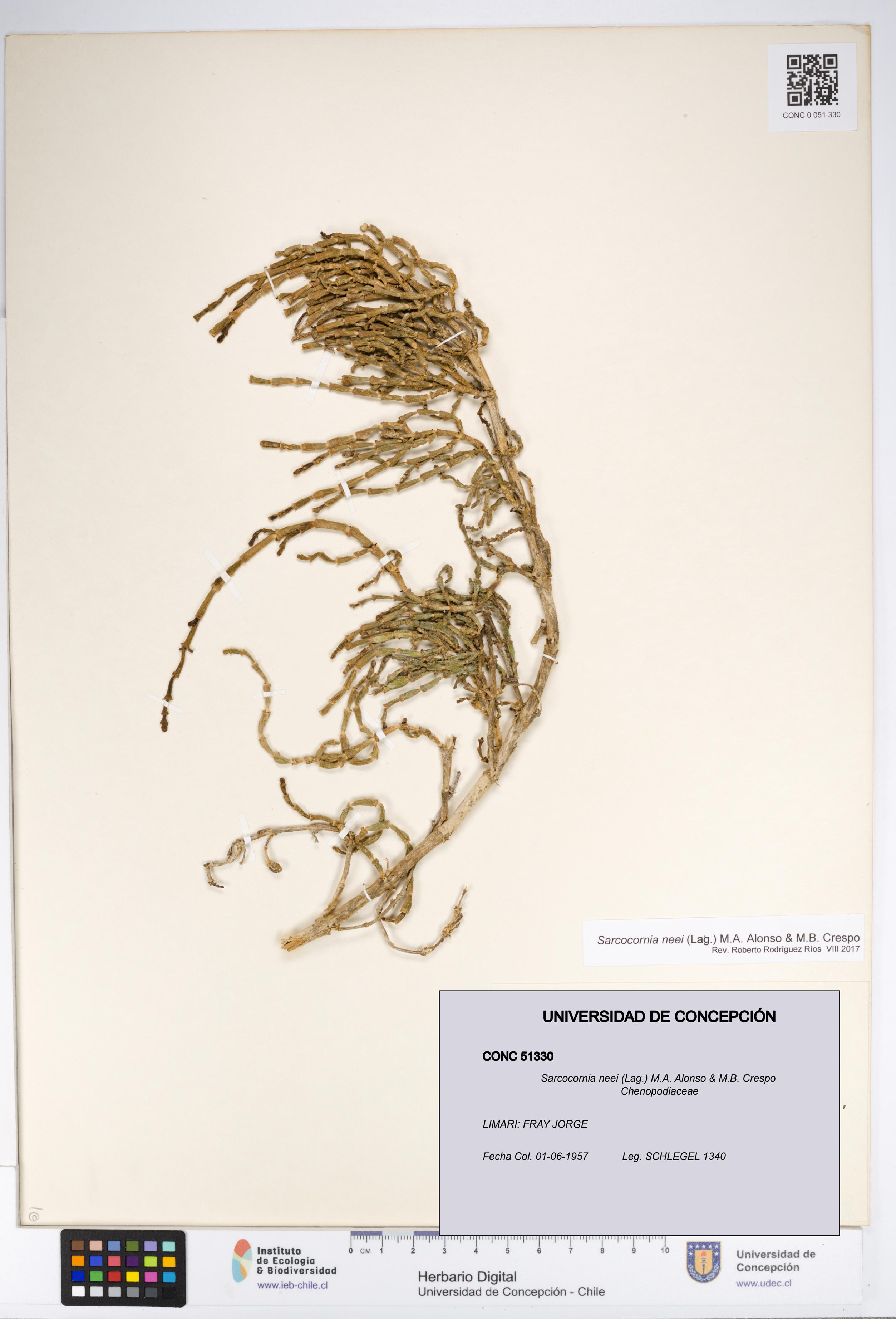 Sarcocornia neei [Espécimen: UDEC:CONC:0051330]