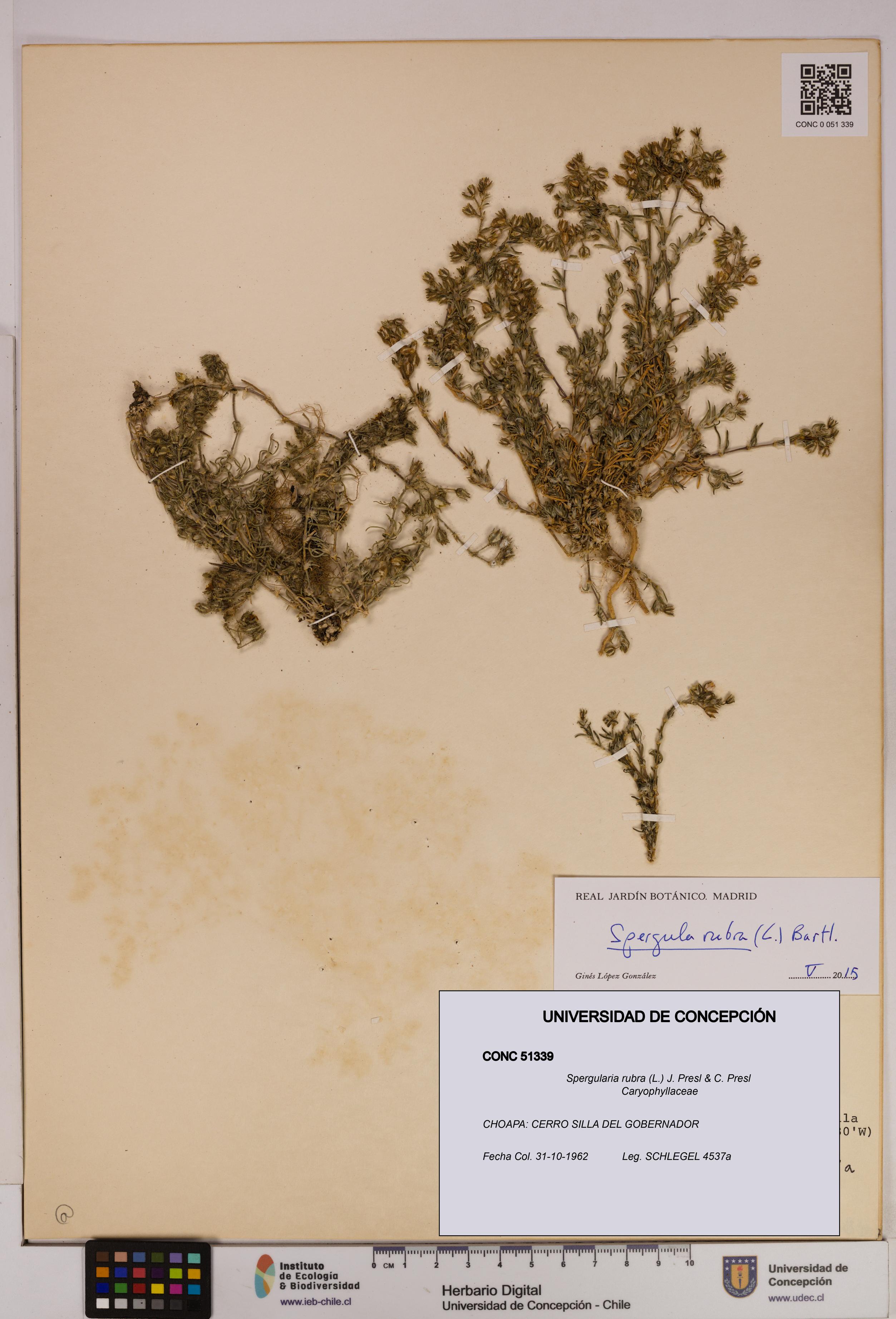 Spergularia rubra [Espécimen: UDEC:CONC:0051339]