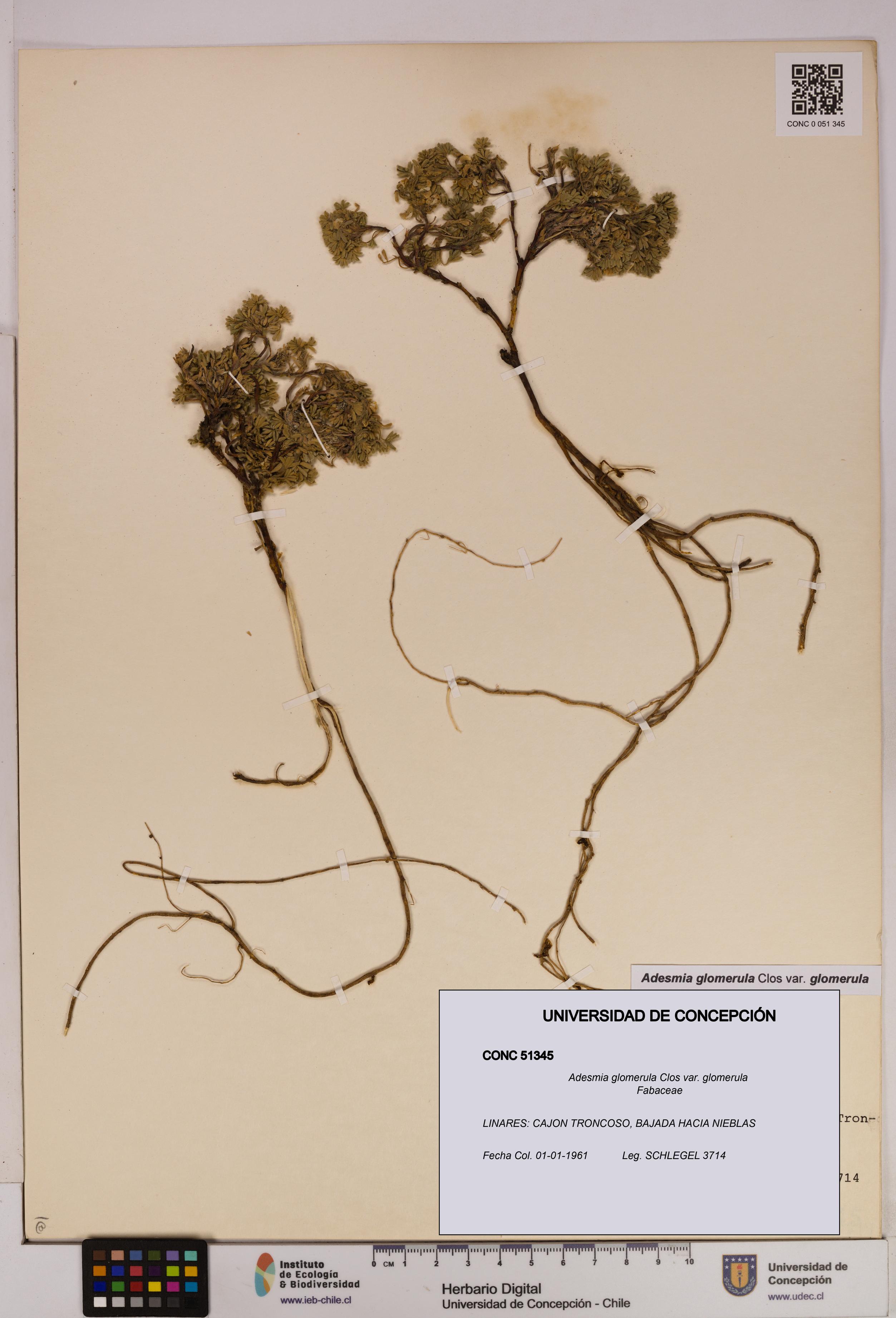 Adesmia glomerula var. glomerula [Espécimen: UDEC:CONC:0051345]