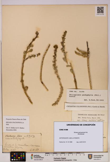 Silvaea pachyphylla [Espécimen: UDEC:CONC:0051356]