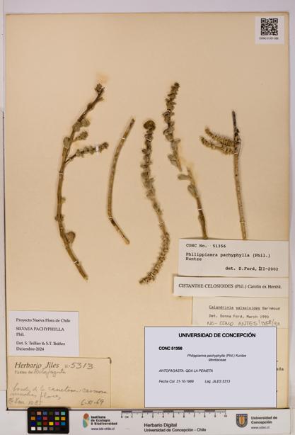 Philippiamra pachyphylla [Espécimen: ]