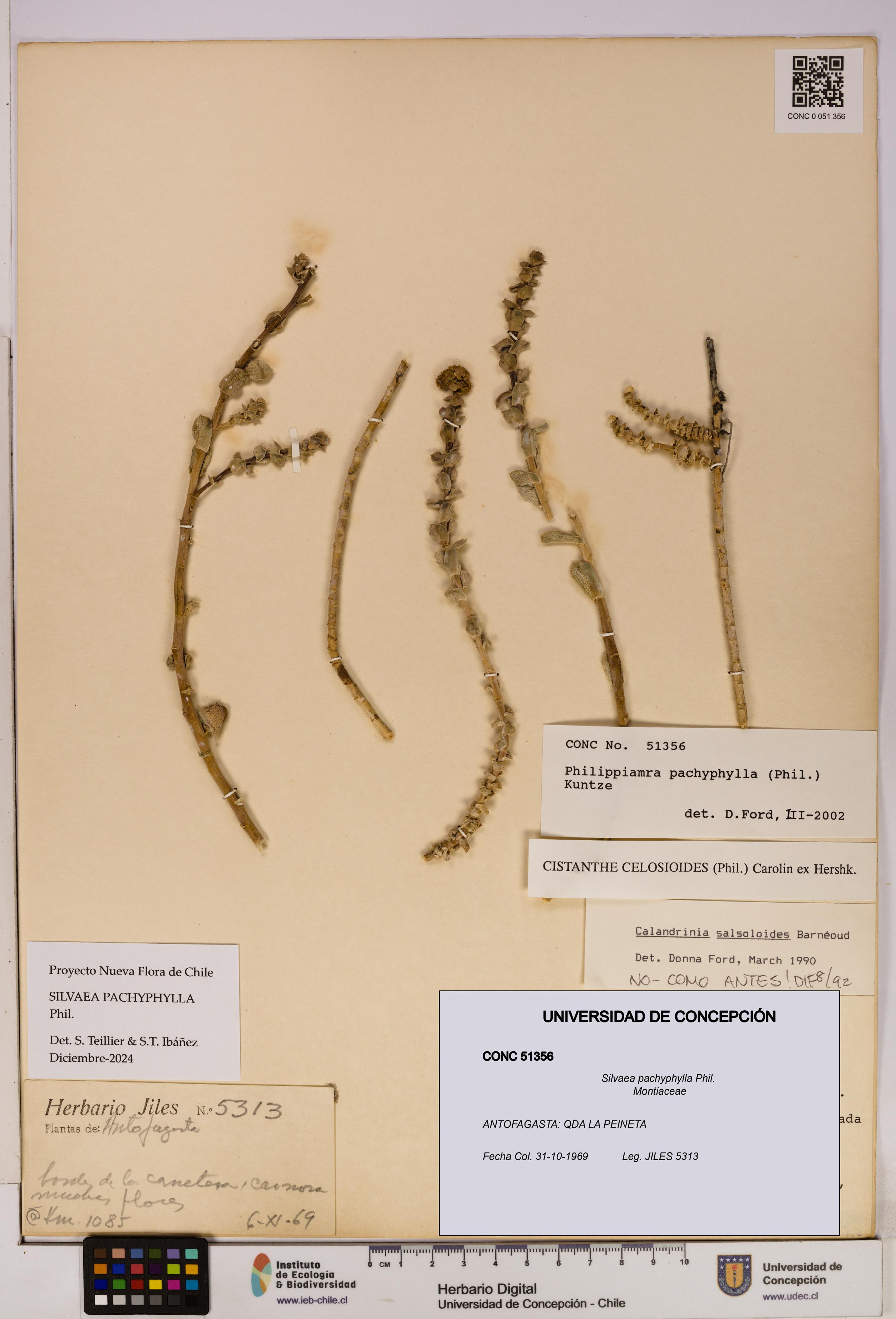 Silvaea pachyphylla [Espécimen: UDEC:CONC:0051356]