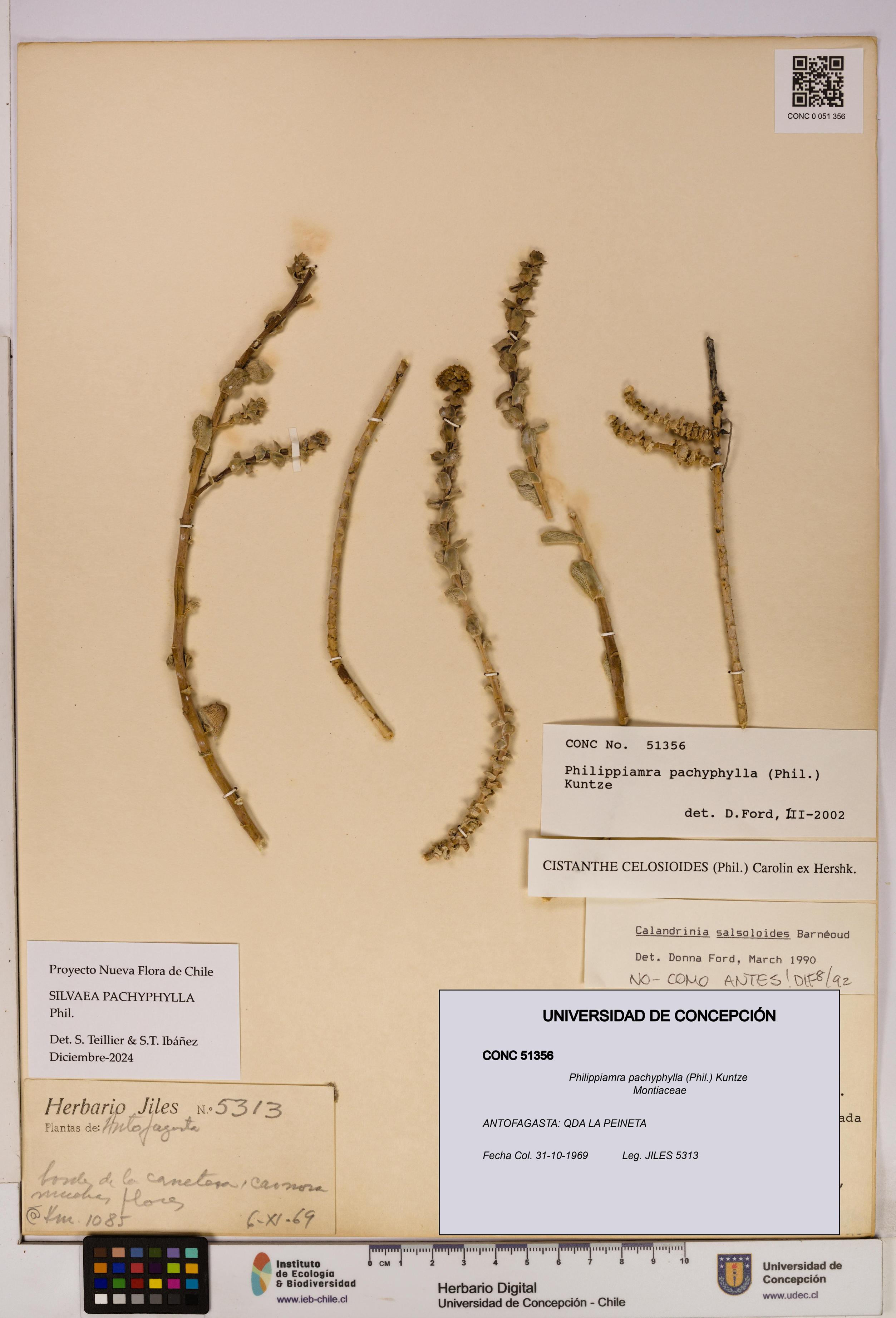 Philippiamra pachyphylla [Espécimen: ]