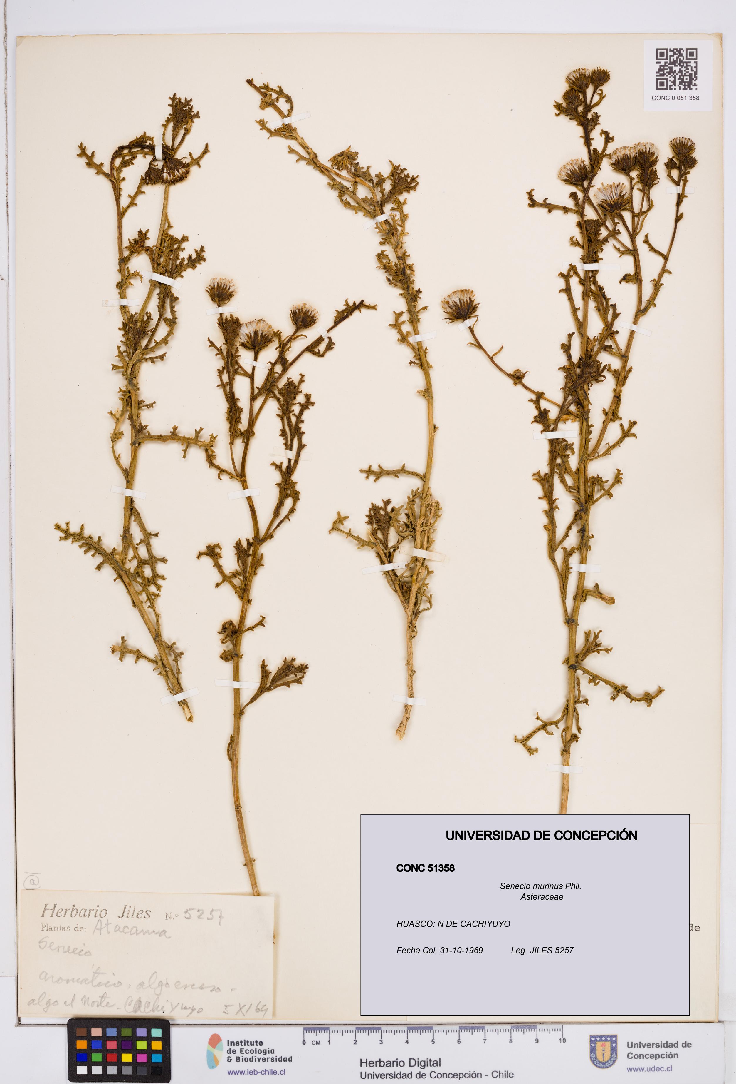 Senecio murinus [Espécimen: ]