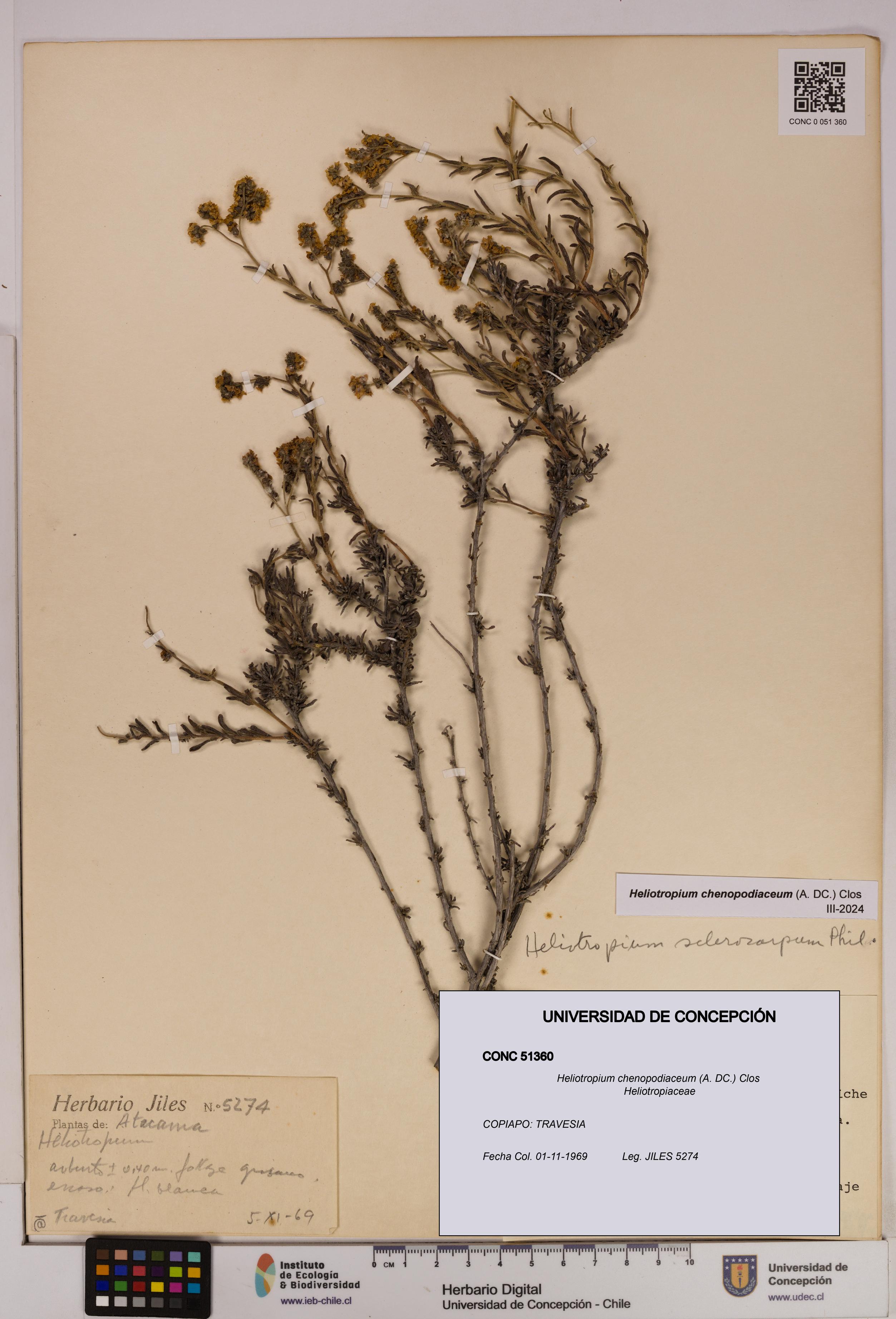 Heliotropium chenopodiaceum [Espécimen: UDEC:CONC:0051360]
