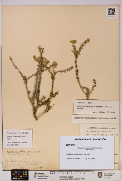 Philippiamra pachyphylla [Espécimen: ]