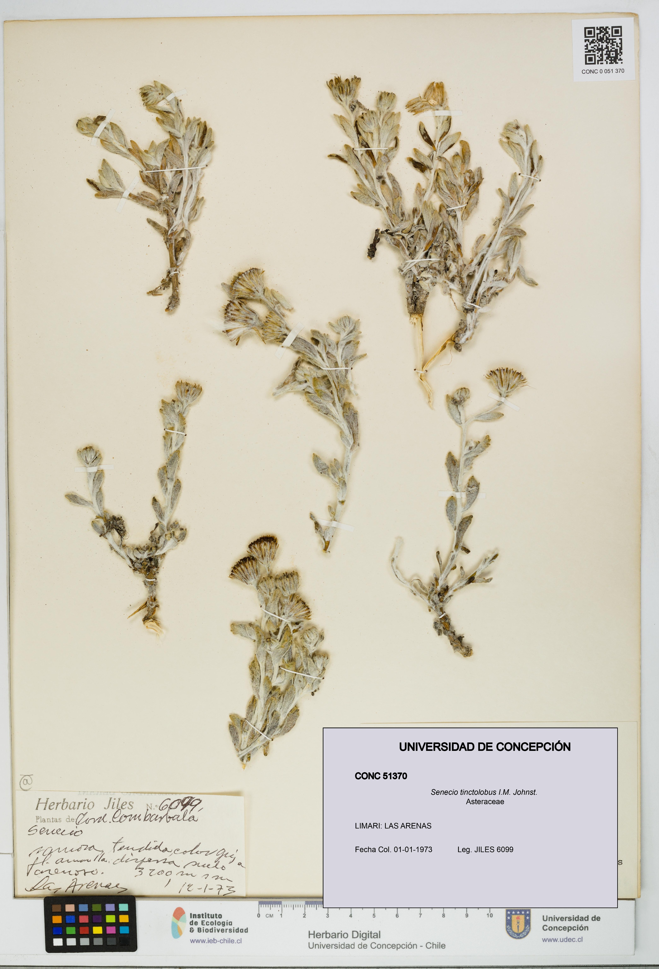 Senecio tinctolobus [Espécimen: UDEC:CONC:0051370]