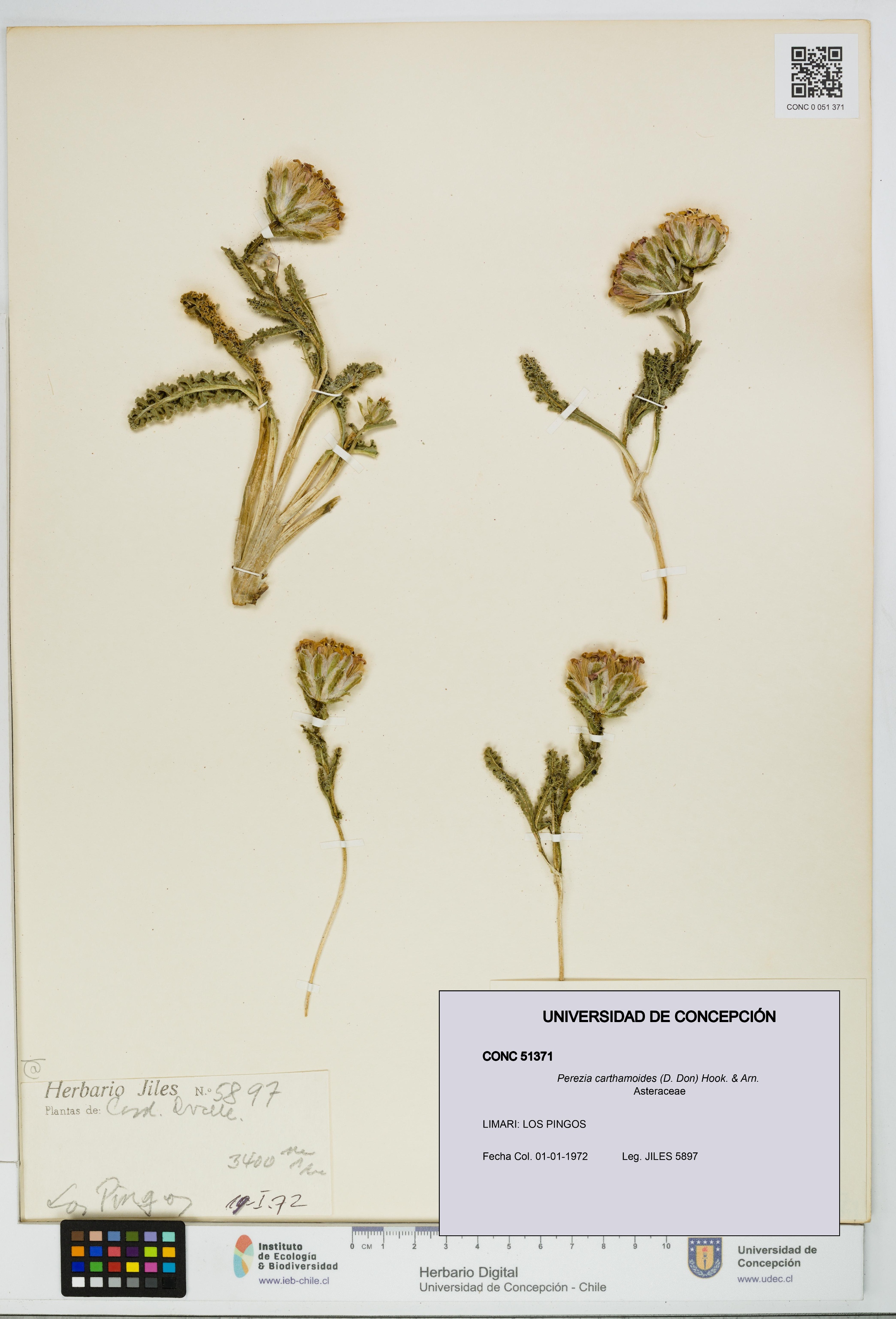 Perezia carthamoides [Espécimen: UDEC:CONC:0051371]