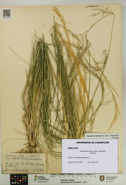 Nassella manicata [Espécimen: UDEC:CONC:0051376]