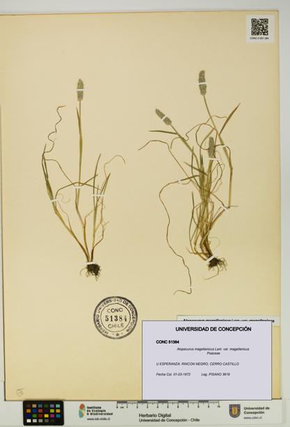Alopecurus magellanicus var. magellanicus [Espécimen: UDEC:CONC:0051384]