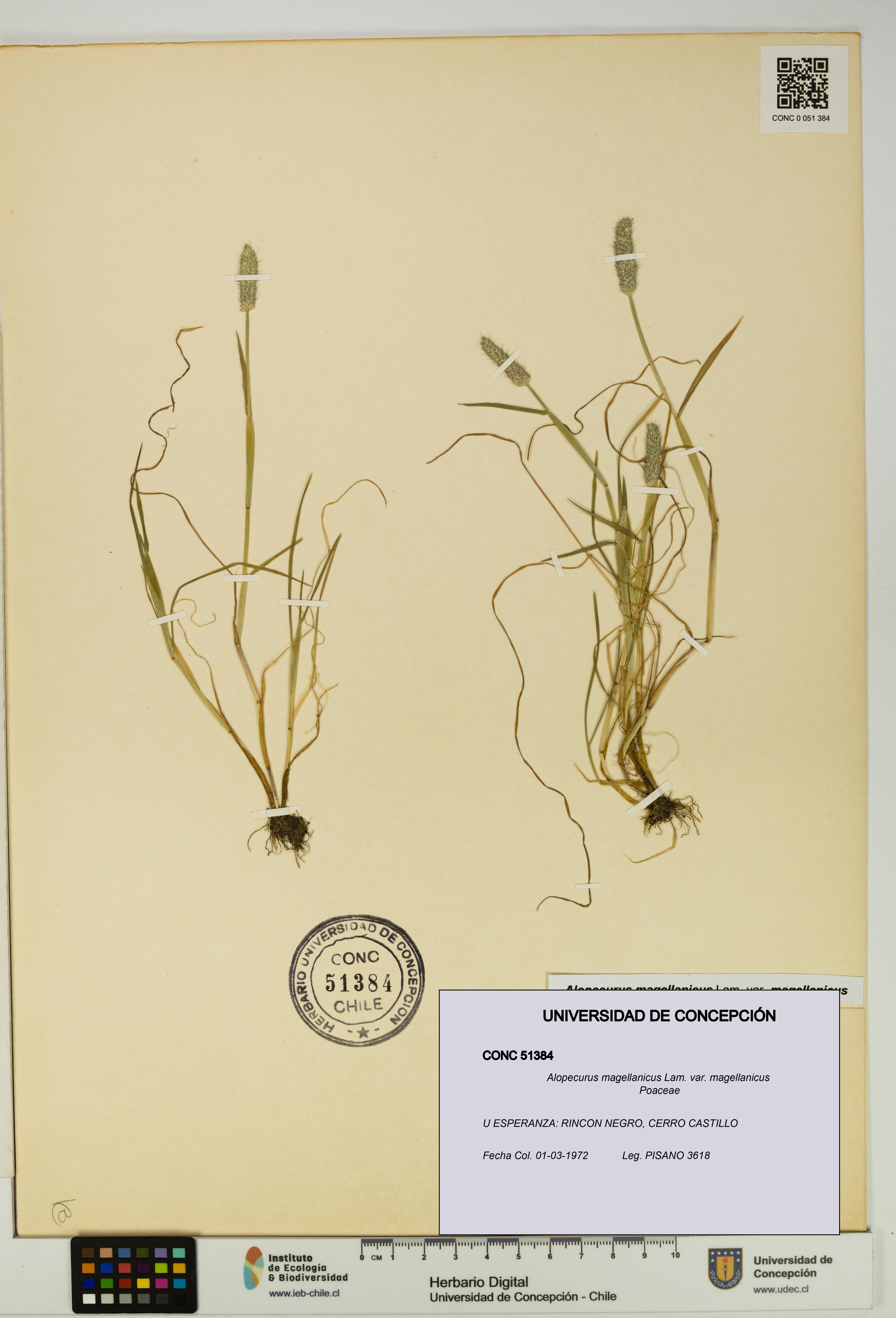Alopecurus magellanicus var. magellanicus [Espécimen: UDEC:CONC:0051384]