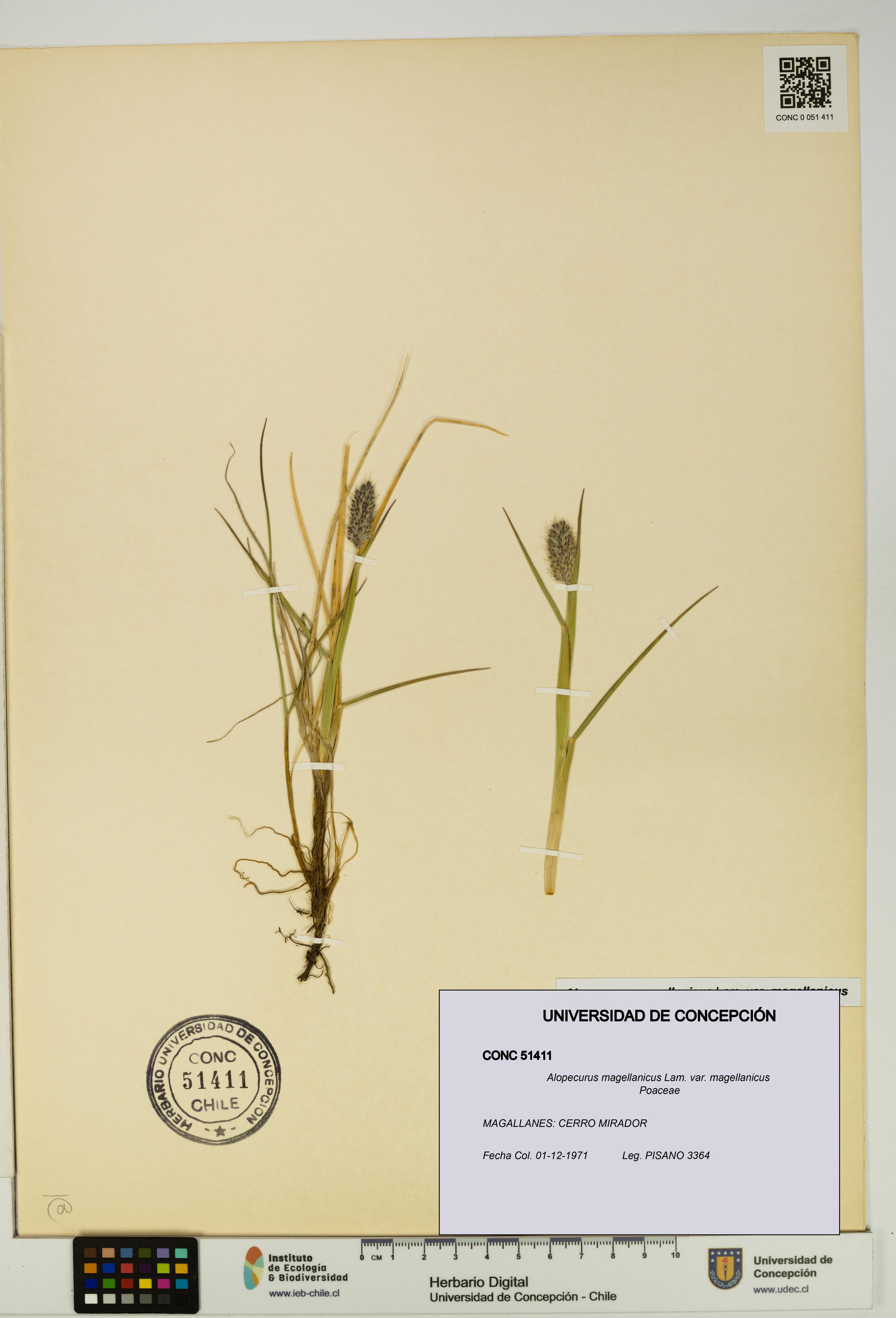 Alopecurus magellanicus var. magellanicus [Espécimen: UDEC:CONC:0051411]