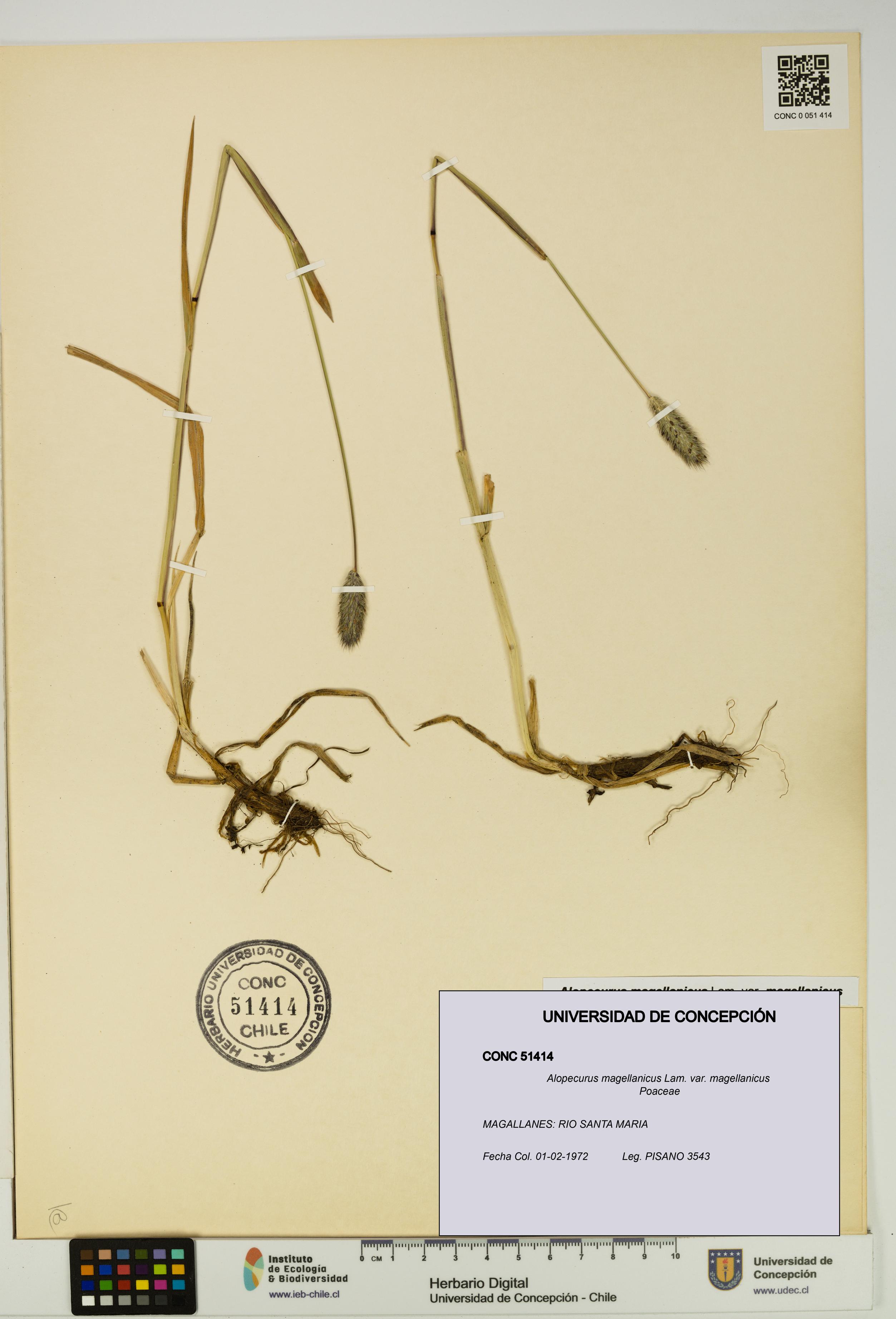 Alopecurus magellanicus var. magellanicus [Espécimen: UDEC:CONC:0051414]