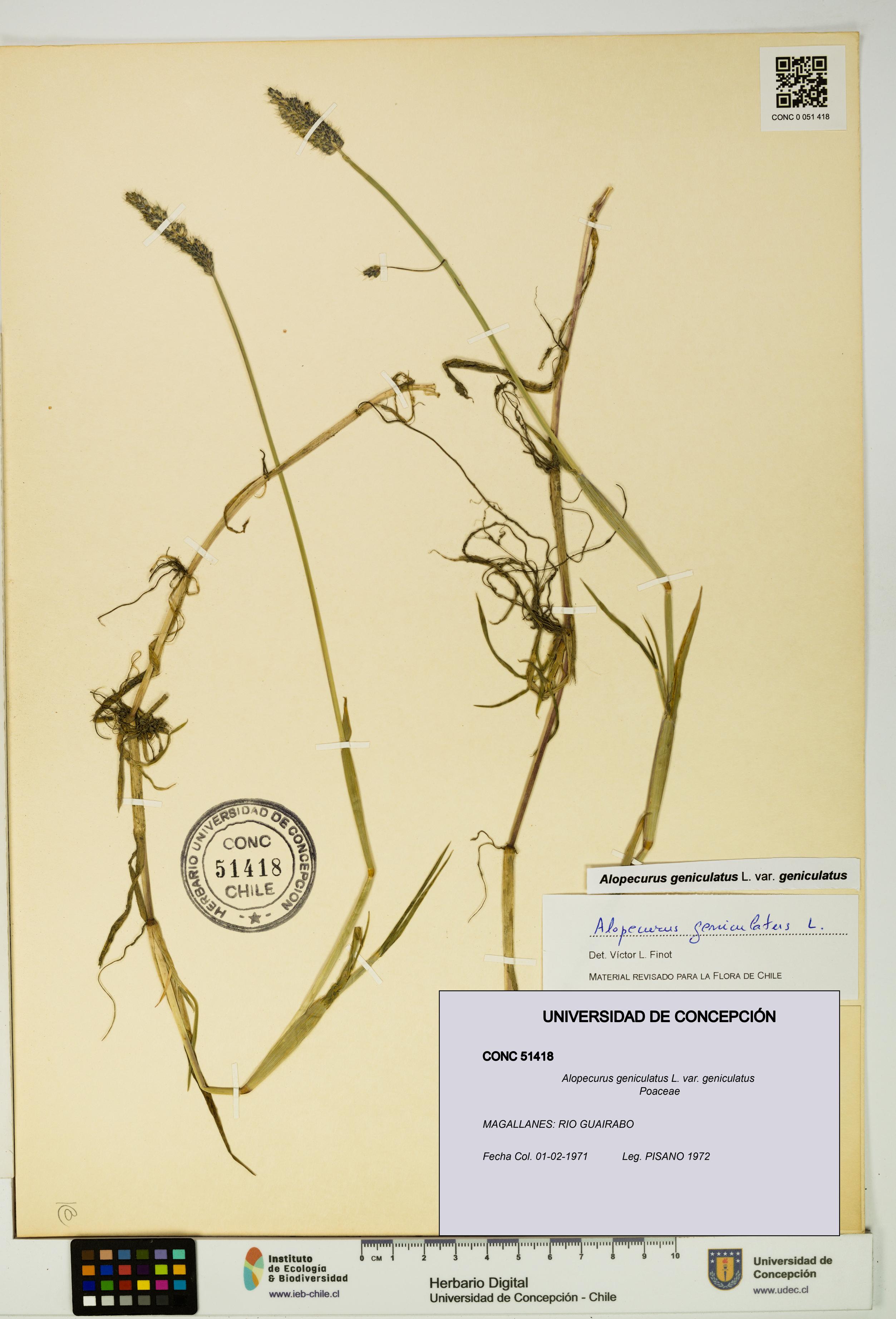 Alopecurus geniculatus var. geniculatus [Espécimen: UDEC:CONC:0051418]