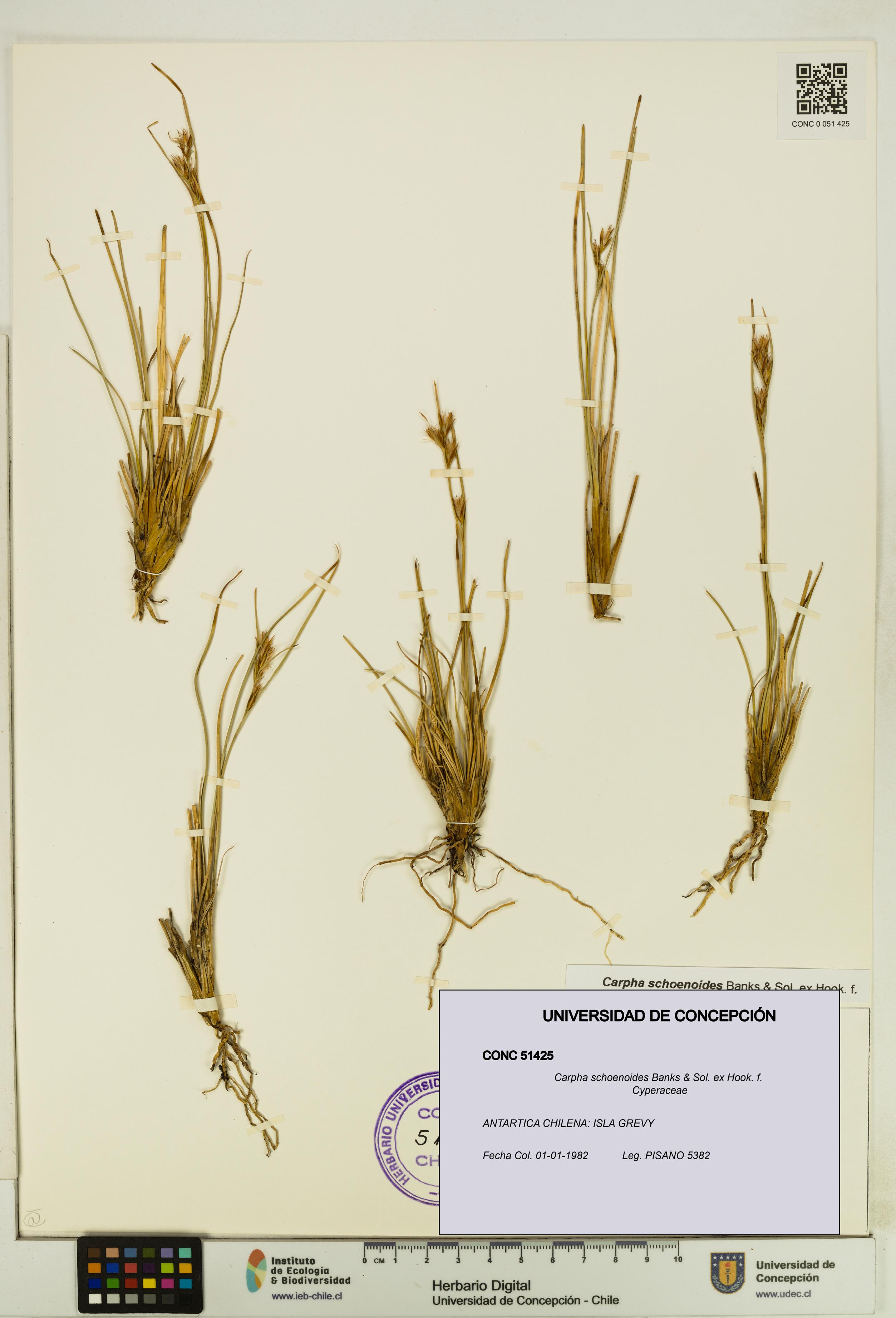 Carpha schoenoides [Espécimen: UDEC:CONC:0051425]