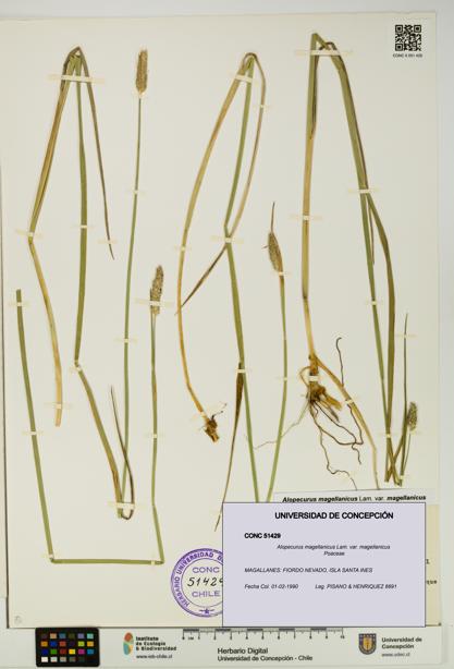 Alopecurus magellanicus var. magellanicus [Espécimen: UDEC:CONC:0051429]
